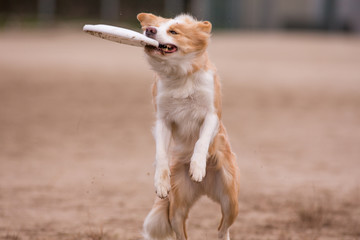 ボーダーコリー