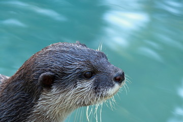 コツメカワウソ