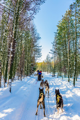 Great ride on sled dogs