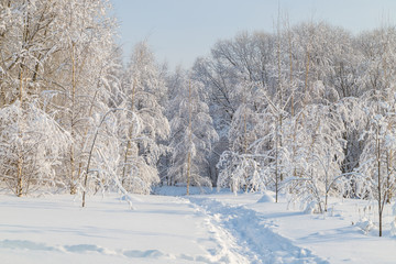 Winter in the park in a sunny day, winter landscape with trees and snow, pathway in the snow.