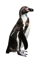 Fototapeta premium Humboldt penguin on white background isolated