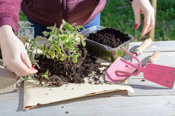 young woman planting tomatoes plants to the paper pots. copy space.