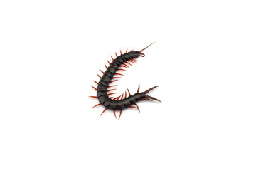 Giant centipede isolated on white background