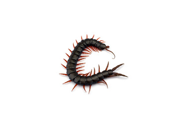 Giant centipede isolated on white background