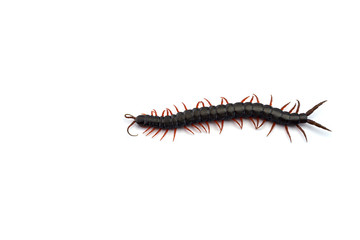 Giant centipede isolated on white background