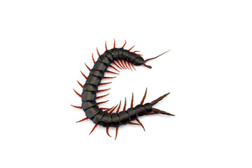 Giant centipede isolated on white background