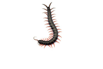 Giant centipede isolated on white background