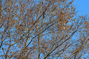 겨울나무 잔가지와 마른잎