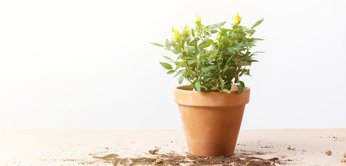 Mini Rose in ceramic flower pot and gardening tools with free space for text. Planting Roses in pot at home.