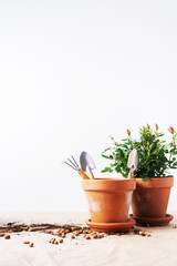Mini Roses in ceramic flower pots and gardening tools with free space for text. Planting Roses in pot at home.