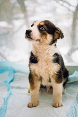Sad beautiful little puppy with blue eyes.
