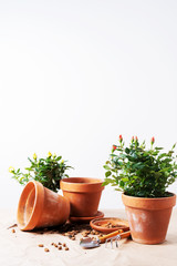 Mini Roses in ceramic flower pots and gardening tools with free space for text. Planting Roses in pot at home.