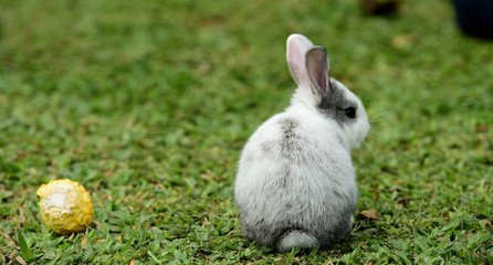 Cute rabbit, brown and white rabbit, mother and baby, walking in the lawn. Little rabbits are tricky in the garden. Rabbit on fresh green grass. little gray rabbit on green grass background.