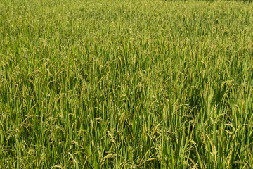 Rice paddy field landscape background in day time, at chiang mai thailand