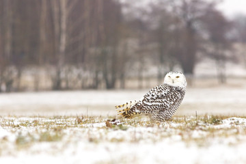View of a young female of a snowy owl with dark spots of its plumage standing on the meadow covered with snow