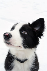 Adorable Cute Blue Border Collie Puppy Watching up.