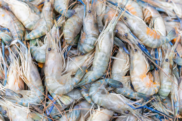 Close up shrimp in the fresh market.