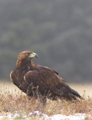 Golden eagel standing on the meadow, a view from near