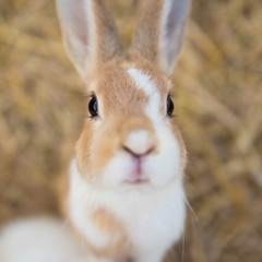 portrait of fluffy rabbit by top view