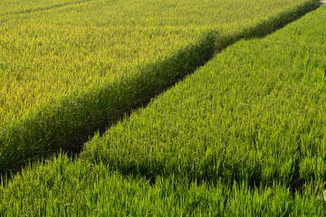 Rice paddy field landscape background in day time, at chiang mai thailand