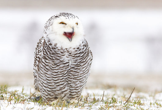 Detailed view of a young female of a snowy owl with dark spots of its plumage standing on the meadow covered with snow