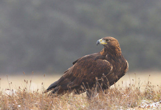 Golden eagel standing on the meadow, the view from near