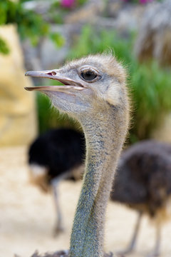 ostrich close up head