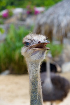 ostrich close up head