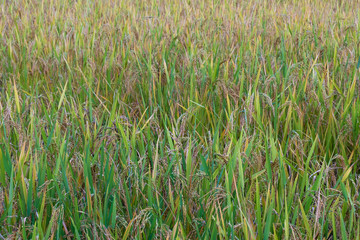 Rice paddy field landscape background in day time, at chiang mai thailand