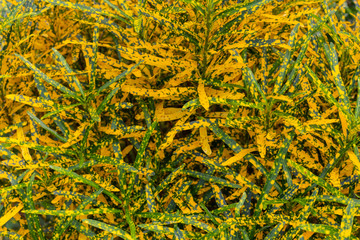Garden croton