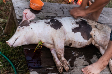 Obraz premium pig slaughtering in rural