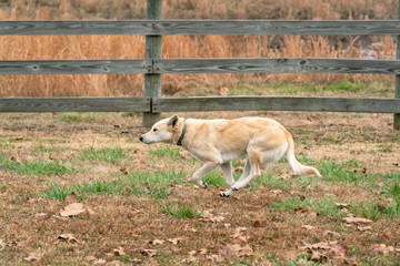 Mixed Breed Ranch Dog running along the pasture fence Oklahoma 