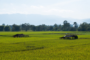 Rice paddy field with Hut landscape background in day time, at chiang mai thailand