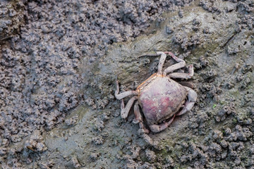 Close up Crab in mud of Rice paddy field background in morning time, at chiang mai thailand