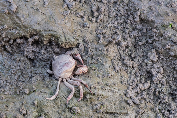 Close up Crab in mud of Rice paddy field background in morning time, at chiang mai thailand