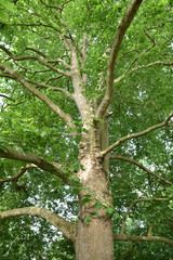 Platane en été