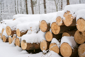 Cut trees in the forest in blizzard