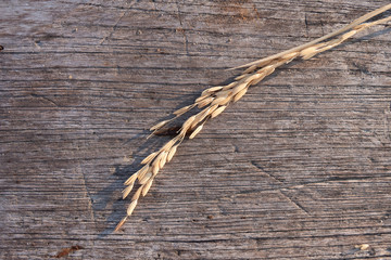 Close up dry Rice spike on wood texture background