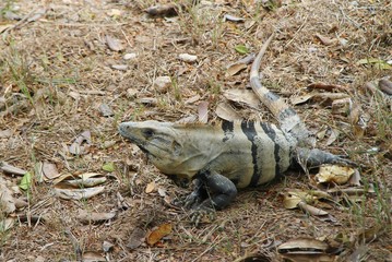 iguana, lizard, reptile, animal, nature, wildlife, green, wild, animals, reptiles, tropical, zoo, fauna, 