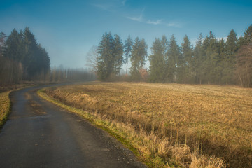 Fototapeta na wymiar Wald und Wiese im Herbstnebel