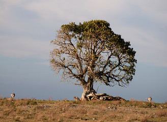 Phytolacca dioica, el ombú solitario en el campo
