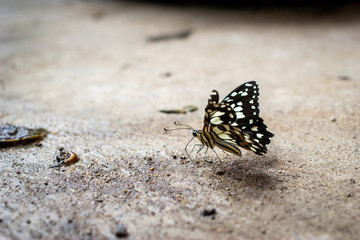 Butterfly are eating from the ground.