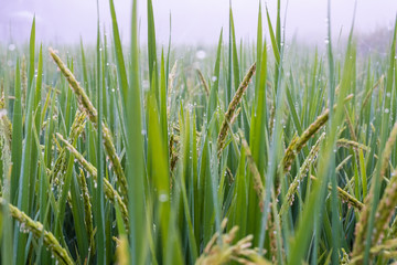 Obraz premium Close up Rice paddy field with droplet and fog landscape background in morning time, at chiang mai thailand