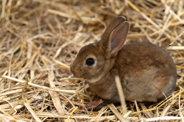 Mini Rex is a breed of domestic rabbit that was created in 1984 in Florida.
The Rex mutation,...