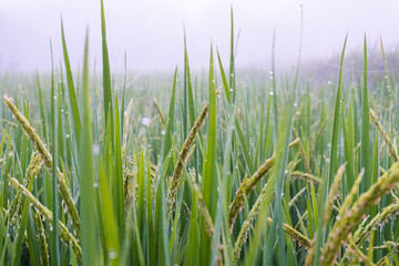 Obraz premium Close up Rice paddy field with droplet and fog landscape background in morning time, at chiang mai thailand