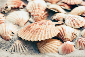 Seashells on the sand, summer beach background with copy space for text.