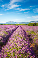 Lavender fields near Valensole, Provence, France