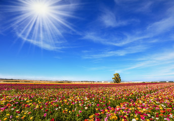 The field of flowering  buttercups