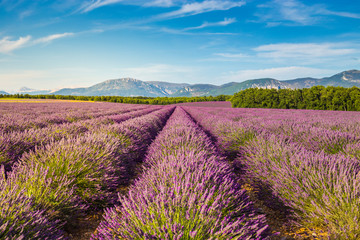 Naklejka na ściany i meble Lavender fields near Valensole, Provence, France