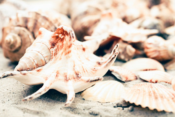 Seashells on the sand, summer beach background with copy space for text.